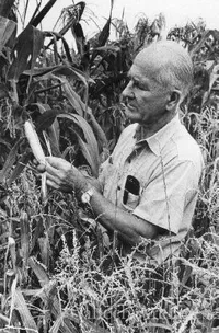 George Beadle inspecting corn