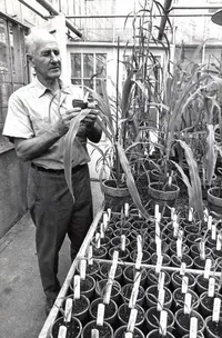 George Beadle with corn