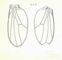 Fruit fly drawing, wings (Drosophila melanogaster)