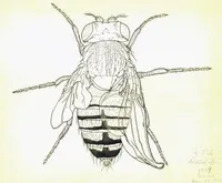 Fruit fly drawing, full fly (Drosophila melanogaster)