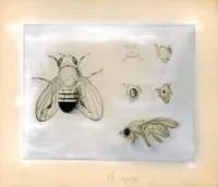 Fruit fly drawing, composite (Drosophila melanogaster)