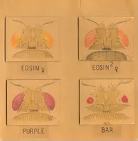 Fruit fly drawing, eyes (Drosophila melanogaster)