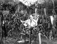 George Beadle inspecting corn