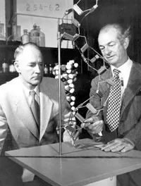 Beadle and Pauling examining a skeletal model of polypeptide chain, with a space-filling model in the background