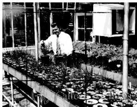 Henry Hellmas in plant lab