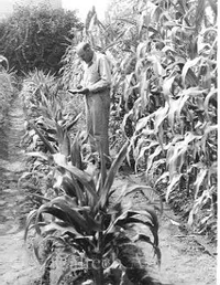Ernest Anderson at the Arcadia Farm
