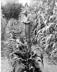 Ernest G. Anderson standing in cornfield