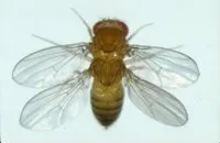 Four-winged fly--see EBL-1 for two-winged fly