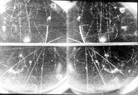 Cloud chamber photo of pi-mesons produced out of nuclear disintegration