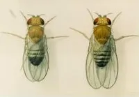 Drawing of Drosophila by E. M. Wallace