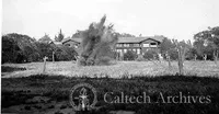 World War I: ROTC blowing out orange trees