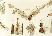 Tissue, vessels, and structures found inside a flea’s leg